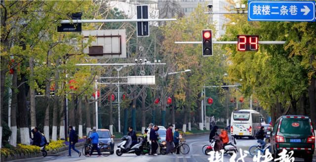 青黄不一，南京这条经典银杏大道为何颜值不在线？