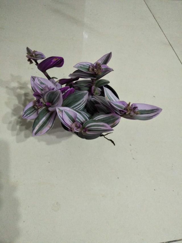「家里」这花就叫“喜荫花”,光照不足都能开花,太美了!