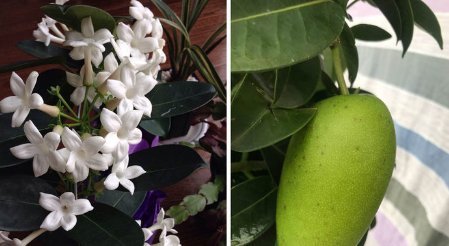 「婶婶」新手养花,不如养盆花中精品“玛姬婶婶”,花型精美,有枝就有花