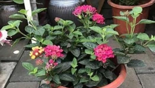 『绣球』这种毒花又被称为“七变花”,花型圆润似“绣球”,盛开一整夏