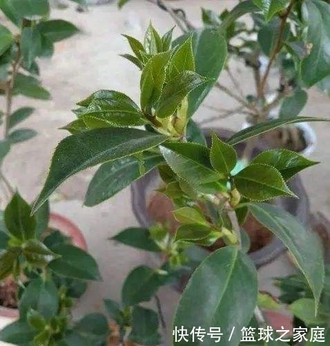  花友的茶花|夏天养茶花，掐芽工作做好了，花苞才能“咕噜”冒