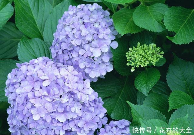 【影响】这3种花特怕晒,遇上大太阳立马搬回家,不怕黄叶影响颜值