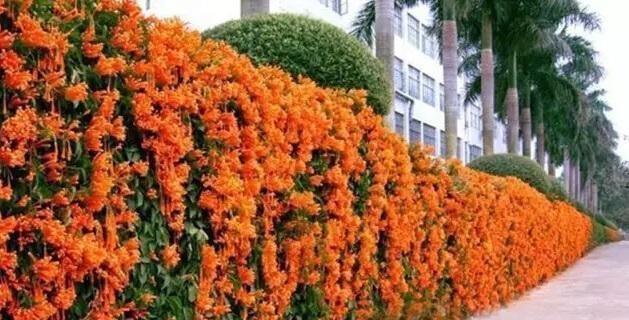  『植物』阳台养了“攀爬花”，几个月长满了，开花成簇，花色明亮！