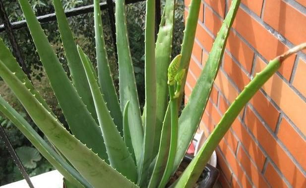  「蟹爪兰」想让盆栽植物根壮叶绿花多?用发酵粉就能实现!