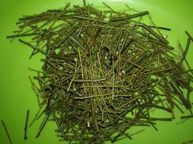  ＂x＂:＂0＂在家自制壮根水，7天浇一次，养出白胖萝卜根！