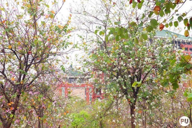 靓！佛山周边1500株樱花已盛开，最美的春天在这里~