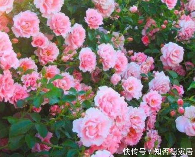  『家里』4种花，堪称“开花机器”，花期长、花量大，家里变花园！