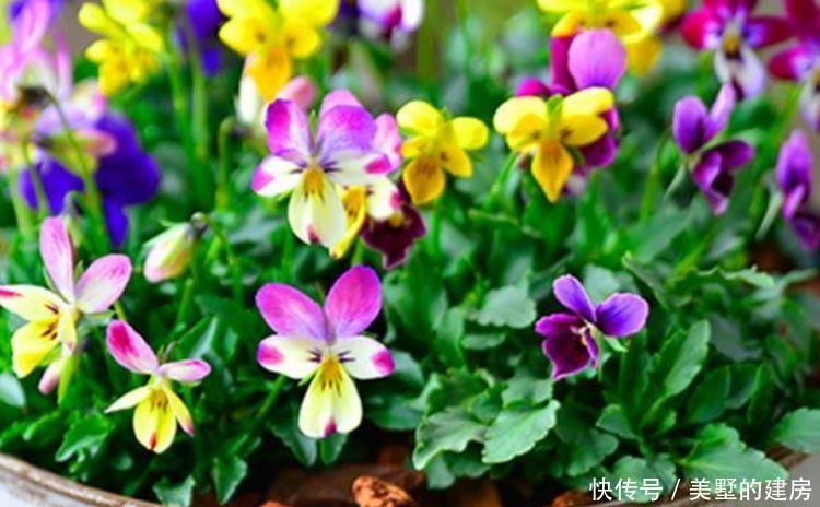 『家里』盛夏在家里养花,就选花期长花色艳,开花漂亮能爆盆的几种花