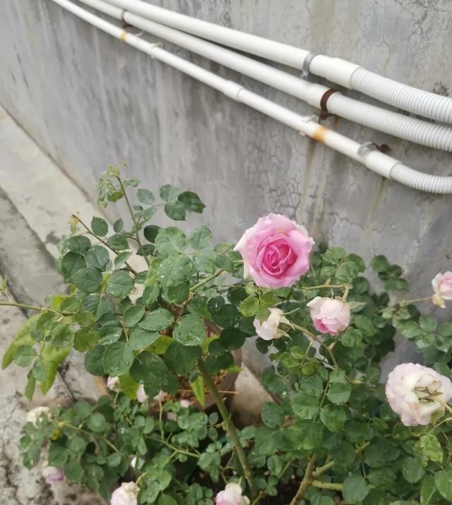  『丰花性好』狼家自育的表现到底如何，戳进来看看花友们的大实话