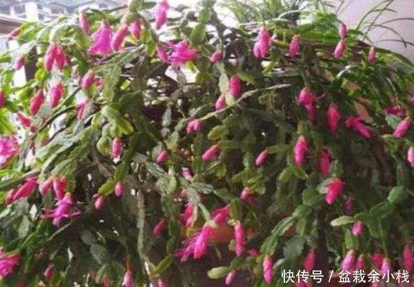  『富贵』这些花自带“富贵”气，养人还镇宅，怪不得穷人越来越有钱！