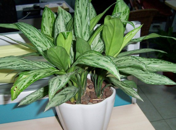 漂亮■新手养花种什么,不要再种虎皮兰了,这些花草又好养又漂亮