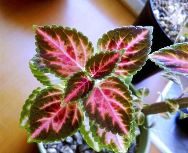  【植物生根】张大姐养花8年,把花种在“泡沫箱”里,阳台变成小花园,好看!