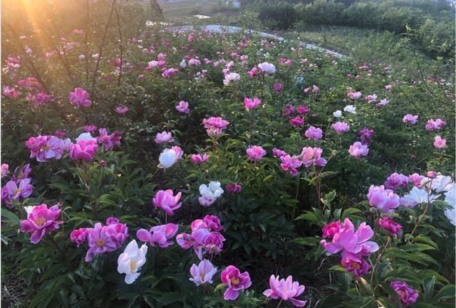 『观赏时间』全部免费!千亩芍药、500亩油牡丹花开成海… 周末约起