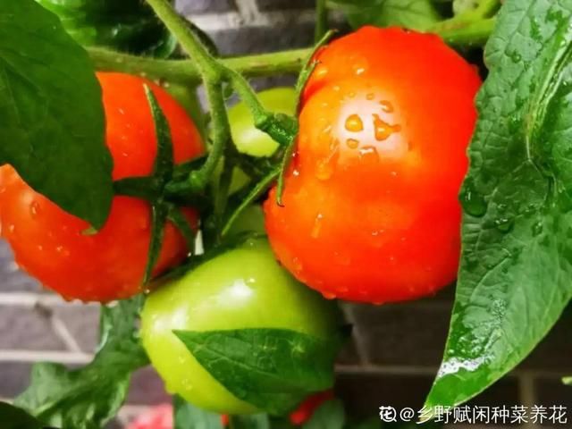  够吃■阳台养这10种菜，长得快、结果多，全家都够吃！