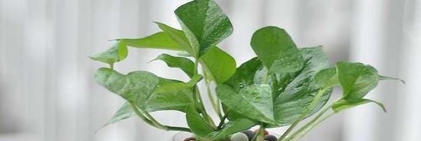  「绿萝」水培的绿萝,注意这几点,整个冬天绿油油!