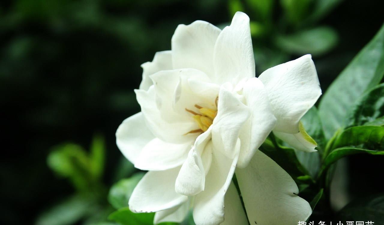 『栀子花』新买的带花苞的栀子花用点“它”,五月就可以花开爆盆