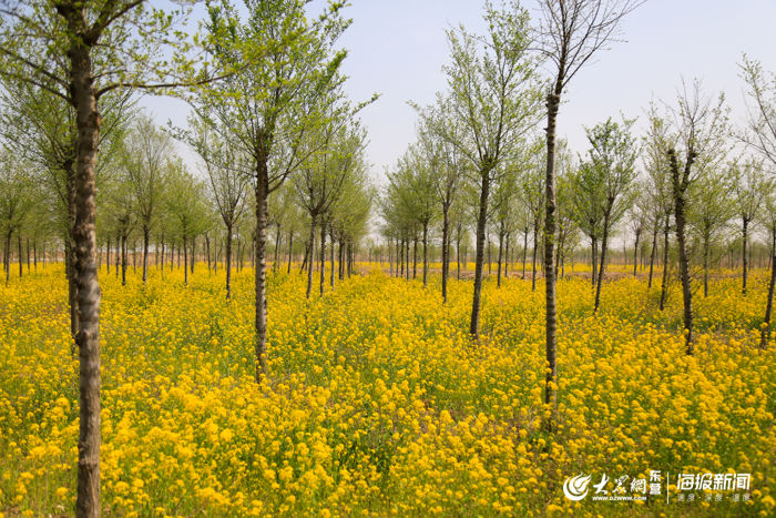  踏青：踏青赏花挖野菜…在山东润松农业享受无边春意！