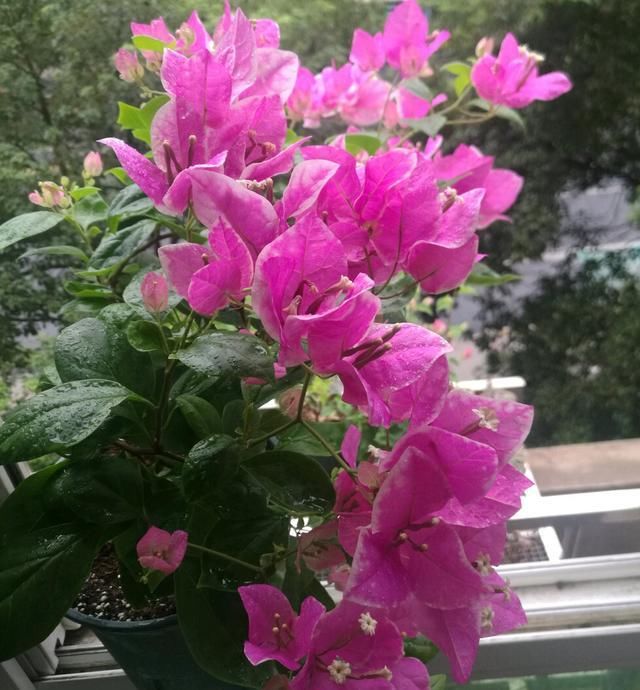  『三角梅修剪』三角梅开花少，学学夺命“三剪刀”，剪的越狠，红花开的越多