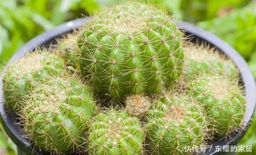  『烂叶烂心』养花不能乱喷水，这几种花乱喷水就死翘翘，切记不能烂叶烂心