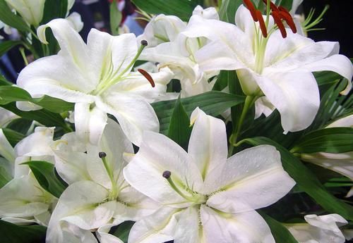  『寓意』此花花色艳丽，花色纯洁，寓意美好，快来了解下是什么花花