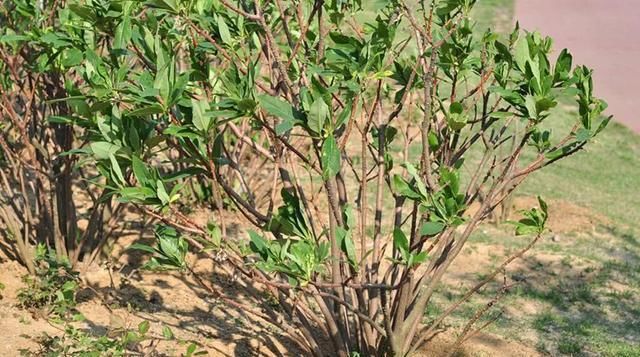 柔毛:结香花,别名梦花树,花多数,黄色,芳香,成顶生头状花序