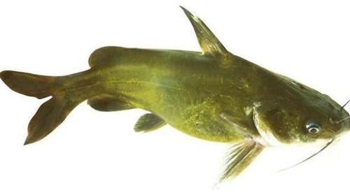  「春天」春天钓不到鱼？古人这一招包你钓到大鱼，行不行一试便知