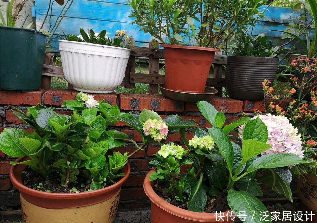 绣球:绣球扦插:1盆变3盆,3盆变9盆,繁殖太快,成活率太高,愁呀!