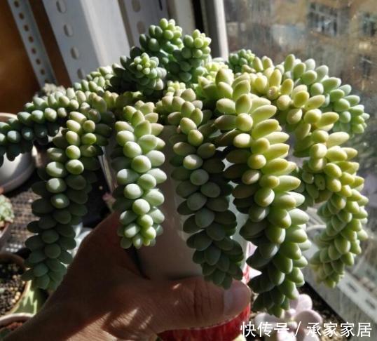 「潮湿」春天养多肉还在犯愁浇水问题?捏一捏它们,让你找准时机补水