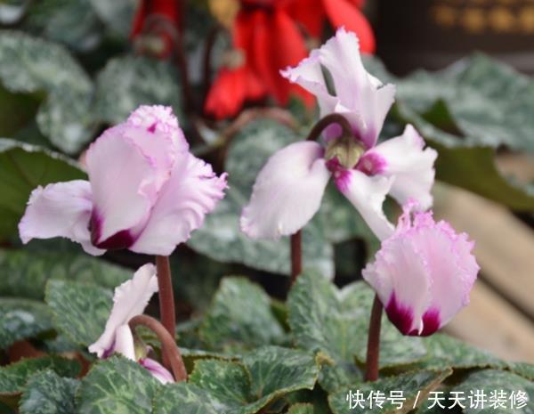  栀子花：这4种花不好养，买了也是浪费钱，不要被商家忽悠了！