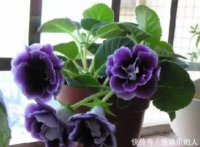『家里』家里养“3种花”,再喜欢也别搬去“晒太阳”,否则黄叶不断!