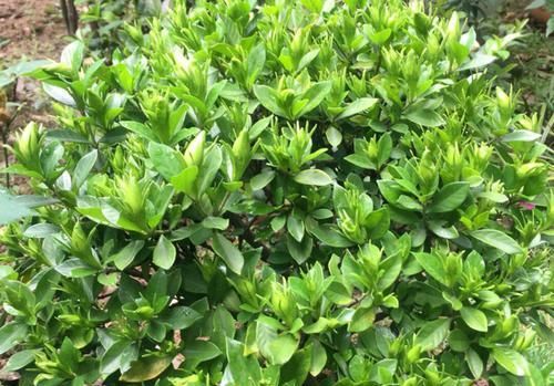  技巧@盆栽栀子花枝繁叶茂花多又浓香的养护技巧，如何避免栀子花黄叶