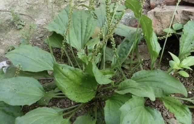  「湿润」湿润的农地边，若是遇到1种“车前草”，请爱护它，拔1棵少1棵！