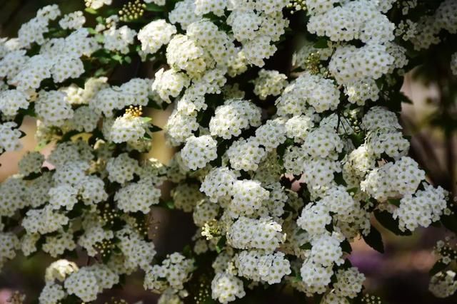 麻叶绣线:春花含情付春光,蔷薇园里漫芬芳