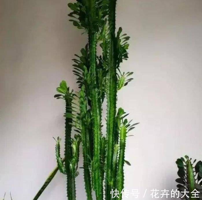  『随便』居家就养此款花卉，不闻不问，随便养就爆盆，旺财又养人