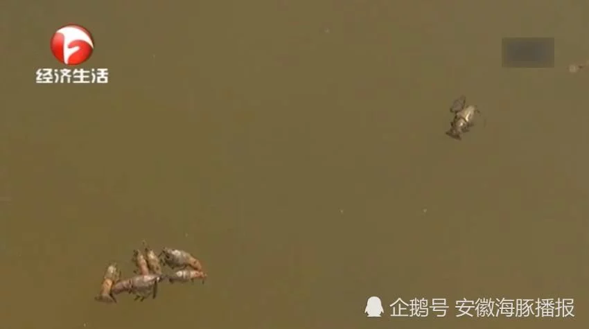 村委会的表示，养殖户不听指挥，擅自投放龙虾，导致莲藕绝收