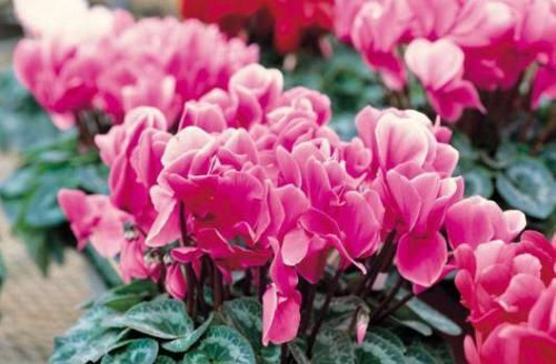  「花草」哪些土壤适合用来盆栽花草？弄懂4种土质，啥花都能蹭蹭长不停