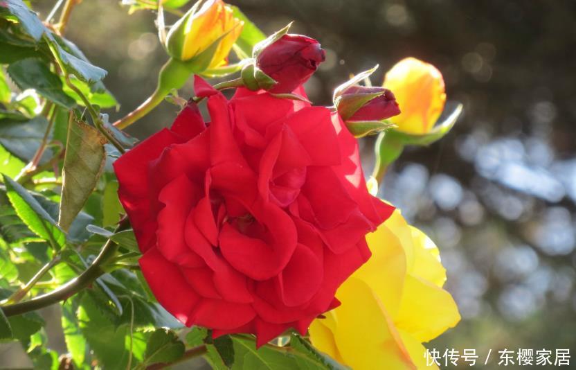 款花:喜欢养花,不妨养这5款花,花开美观又大气,花色艳丽灿烂无双