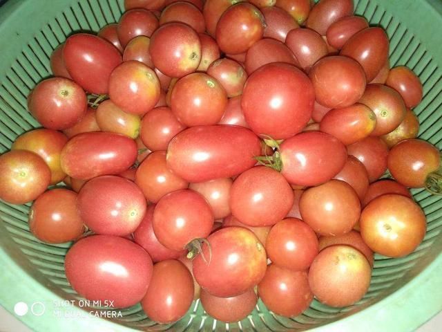  #蔬菜#阳台养上“3种菜”，吃一茬长一茬，全家吃都够了
