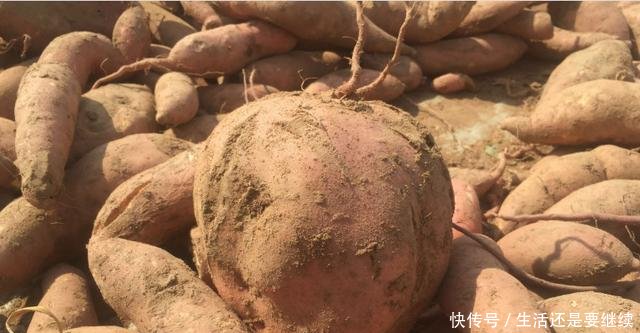 每斤一元，亩产达1万斤，农民种植它年赚4-5万元