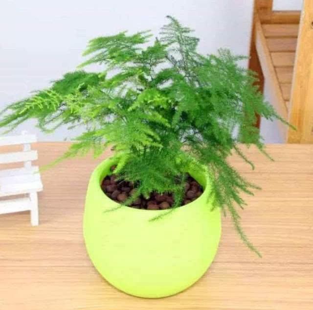 【枝条】文竹莫名其妙黄叶,都是位置放错了,现在改改还能返青