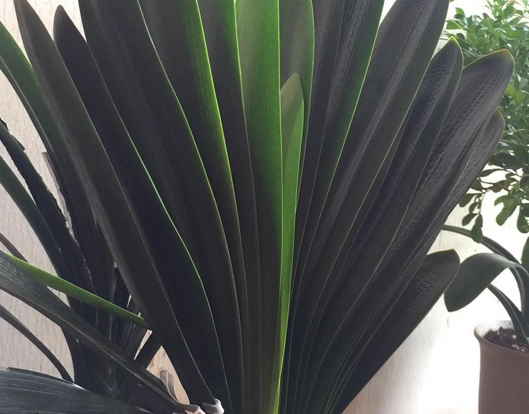  避开|君子兰不开花？避开“3高”，开花艳丽，花期长