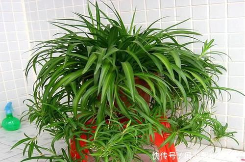 「花亭顶部」盆栽吊兰,株型优美、花亭独特,要如何管理呢?