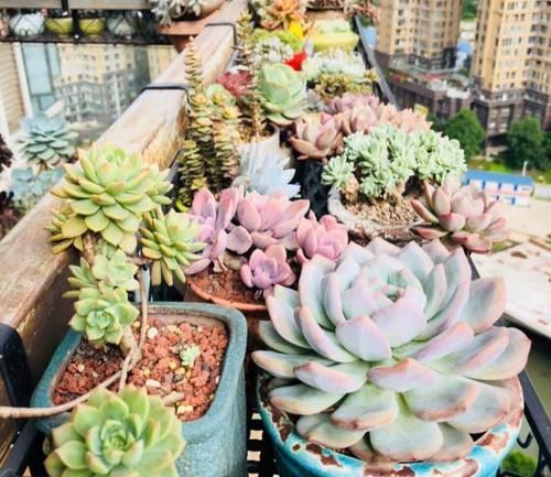  「保护膜」多肉植物容易招虫？喷点牛奶，给多肉加一层保护膜