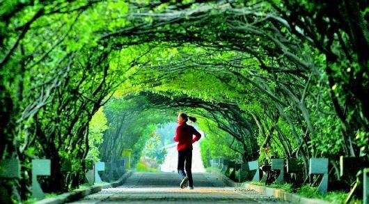  [国土绿化]山东加大林业发展投入力度 2020年已统筹安排资金6.25亿元