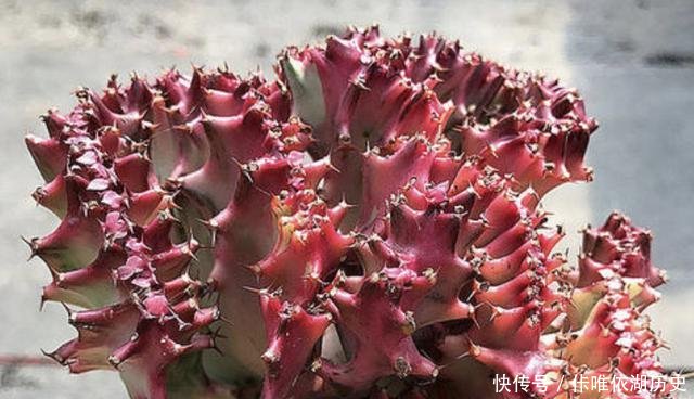  [植物]山东张大姐捡到1棵“植物”，将它种在花盆里，养1年，能值200！
