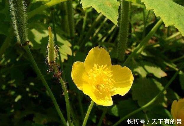  『红色』这三种花的虽然名字吓人，但花一开，各个都是小可爱，你见过哪种