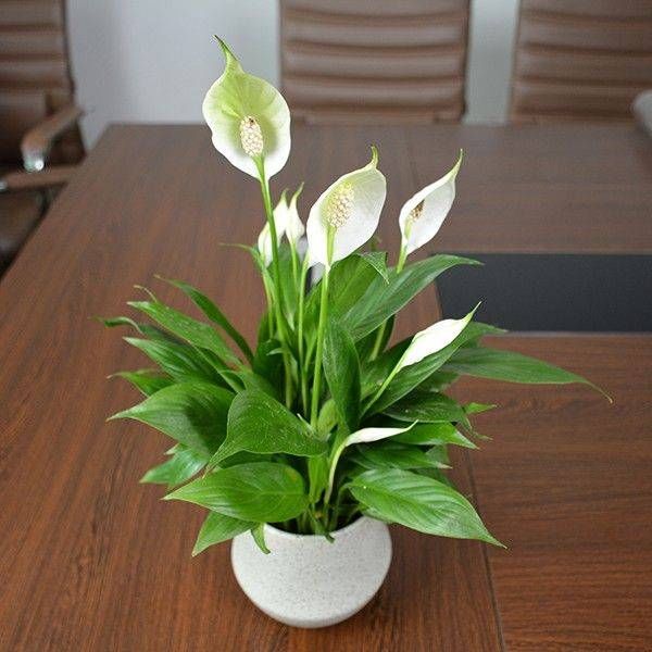  『养护』寓意一帆风顺的白掌花，好养护，易管理，养一盆心情好