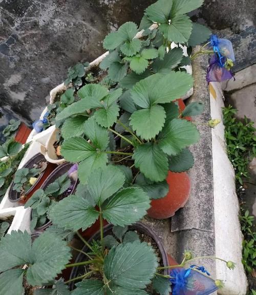 「花盆」阳台不养多肉,不养花,全部种了它,一天摘一斤,价值好几十