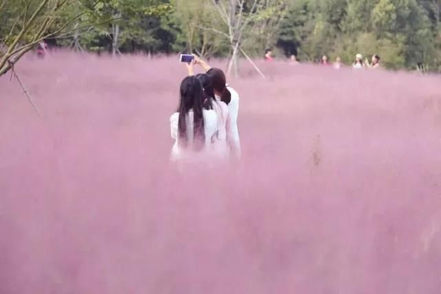 在抖音爆火的“最美花海”，仅仅三天就遭受灭顶之灾……