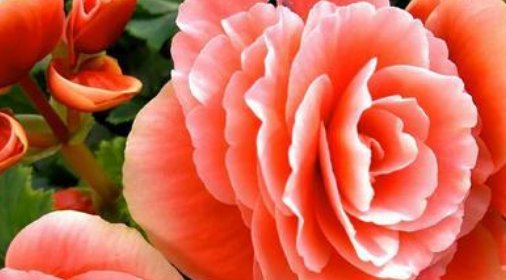  「栀子花」花市买的栀子花,很快就黄叶、落花苞?这样养护栀子花开满枝头